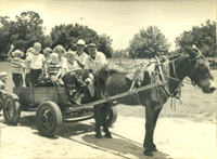 Horse Cart