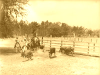 Old Ranch