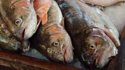 Fish